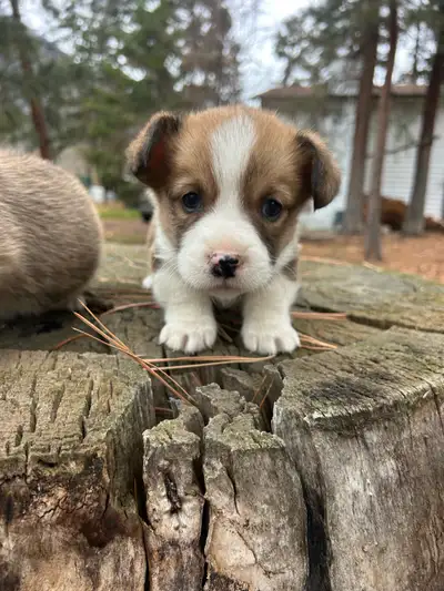 Pembroke corgi pups, View more