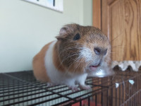 Young guinea pig for adoption