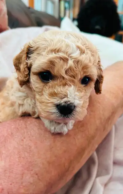 Adorable Cavapoo puppies ( Toy Poodle/ King Charles Cavalier. ) Beautiful markings! Parents on site...