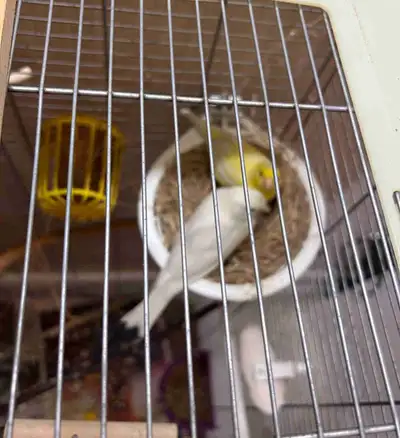 Beautiful Canary Babies – White & Yellow ✨, View more