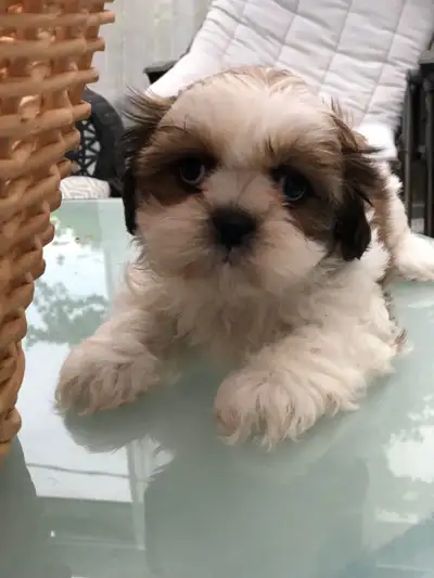 Chiot shihtzu mix a adopté., View more