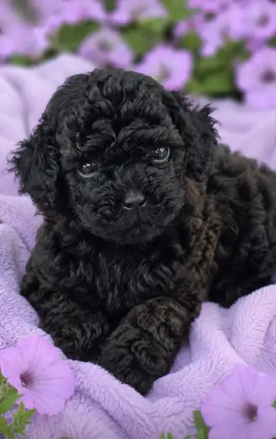 CKC registered Toy Poodle 4 and 6 lbs  fully grown, View more