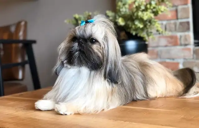 ❤️ BEAUTIFUL TOY SHIH POO PUPPIES ❤️ CKC BLOODLINES in Dogs & Puppies for Rehoming in Ottawa - Image 11