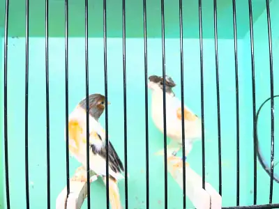 pair canaries for sale, View more