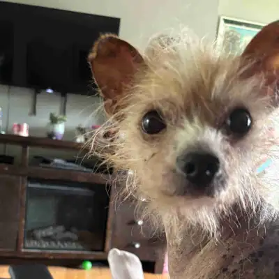 Chinese hairless crested chihuahua, View more