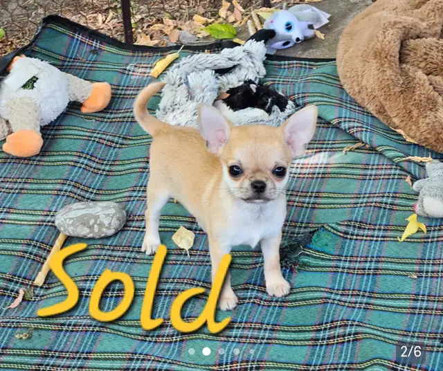Beautiful  Chihuahua  Puppies Starting at $1000 in Dogs & Puppies for Rehoming in City of Toronto - Image 7