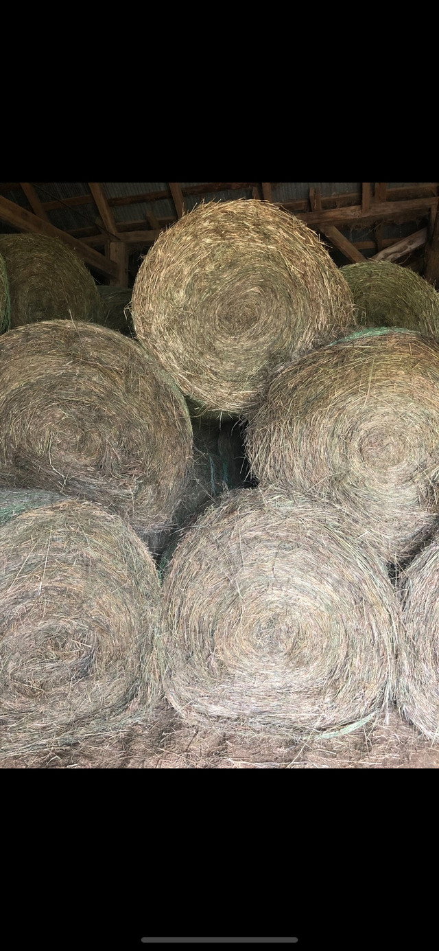 Limited Supply of Round Hay Bales for sale in Miramichi  in Other in Miramichi - Image 3