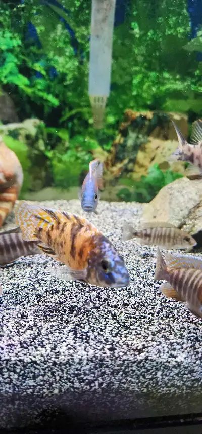 cichlids, View more