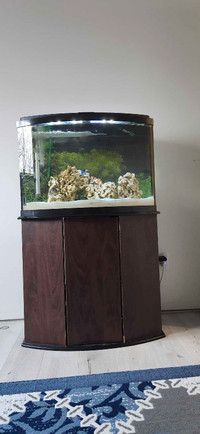 Saltwater aquarium with fish 