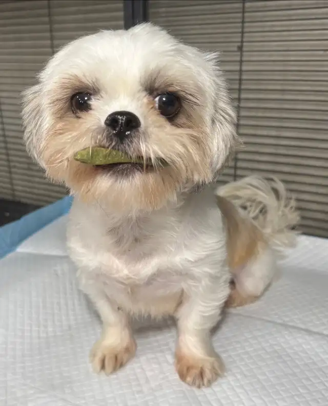 Shih Tzu female in Dogs & Puppies for Rehoming in Ottawa - Image 6