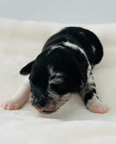 Mini Aussiedoodles, View more
