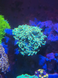 Gold and teal stem hammer coral