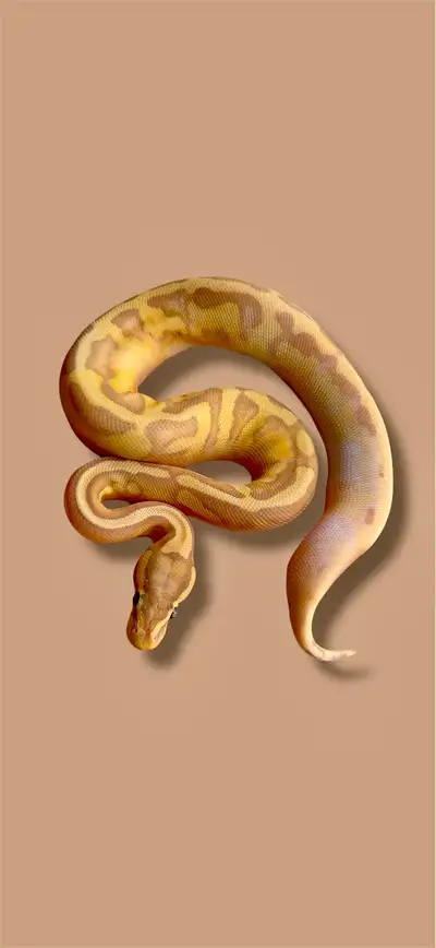 Ball Python, View more