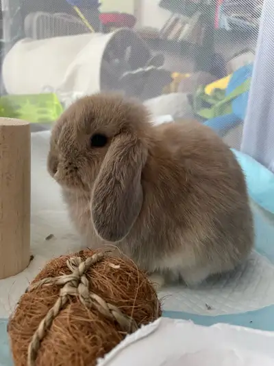 rabbit cage cleaning , View more