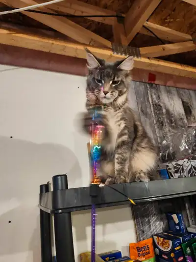 Maine Coon disponible , View more