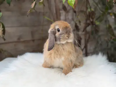 Young neutered holland lops, View more