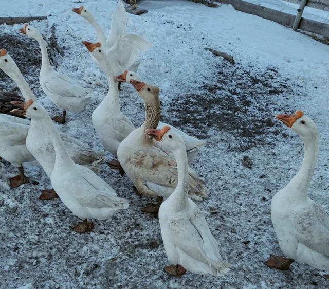 White ganders *2 left* in Birds for Rehoming in Winnipeg - Image 2