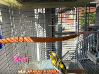 Canari oiseau avec cage