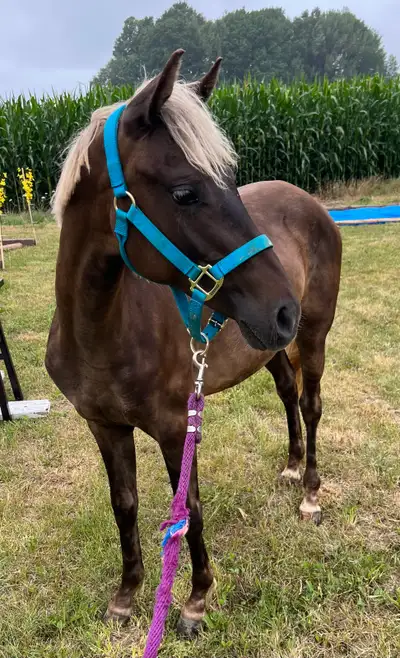 Quarter horse x filly, View more