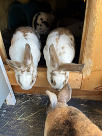 2x baby mini Rex bunnies ready for new homes 