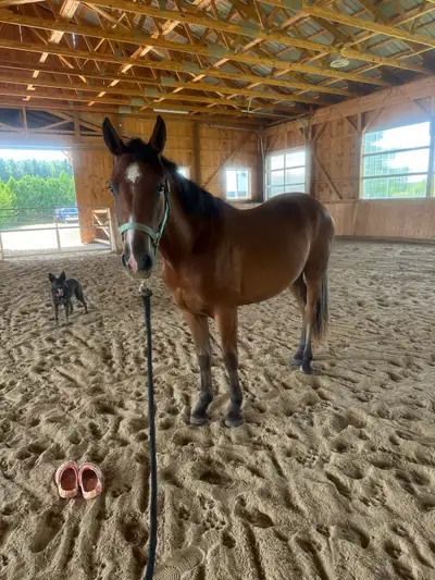 2 yr old Pony Mare, View more