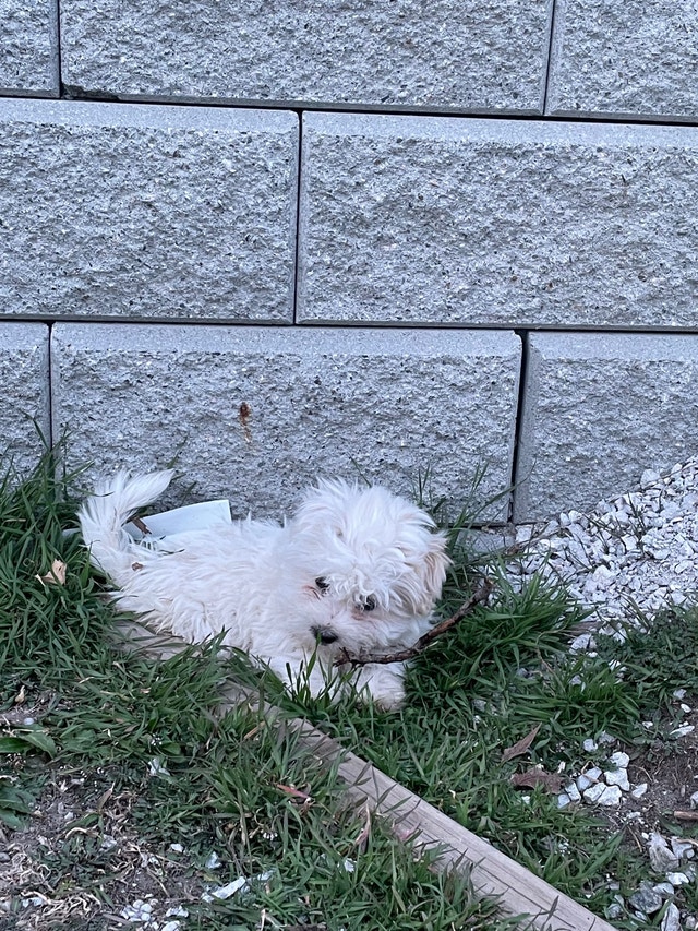 Havenese cross pups Dogs & Puppies for Rehoming Kelowna Kijiji