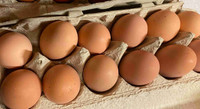 Purebred Black Australorp Hatching Eggs