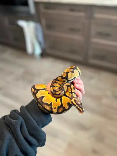 Male. 1yrs old pastel het clown ball python. Well handled eating medium rats. Moving and can’t bring...