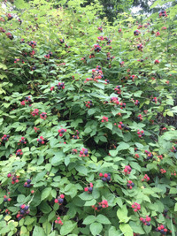  Black Raspberry Bushes