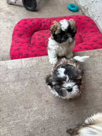Shih-Tzu Puppies ready to go, View more