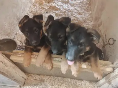 Puppies ready to go now Whispering pines kennel Charlie litter born January 23, 2025 3 female 1 male...