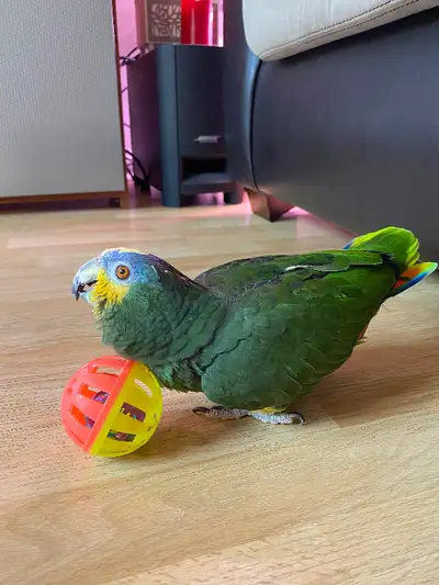 Bird boarding service, View more