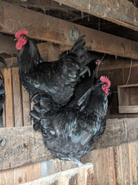 Australorp Roosters 