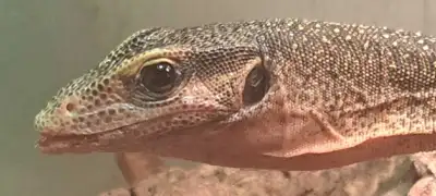 Peach Throat Monitor Pair, View more