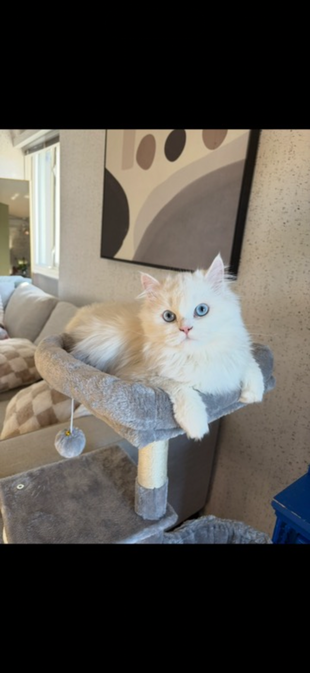 Rehoming my beautiful persian cat in Cats & Kittens for Rehoming in Delta/Surrey/Langley - Image 3