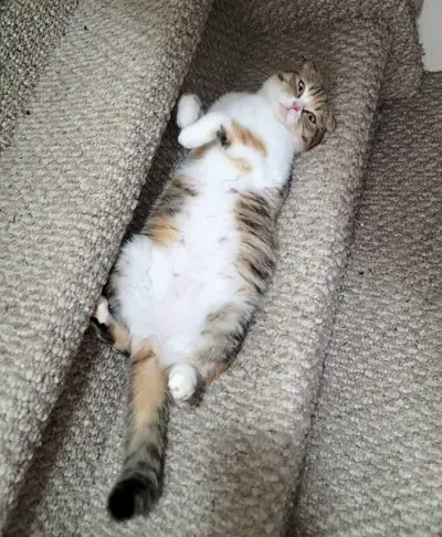 Margo is looking for her new forever home. She is a beautiful calico tabby scottish fold. She will b...