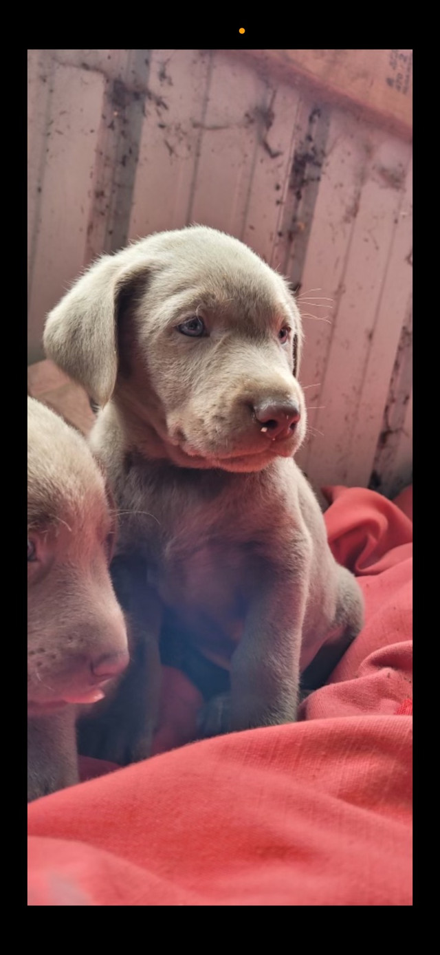 Purebred silver labs  in Dogs & Puppies for Rehoming in North Bay - Image 2