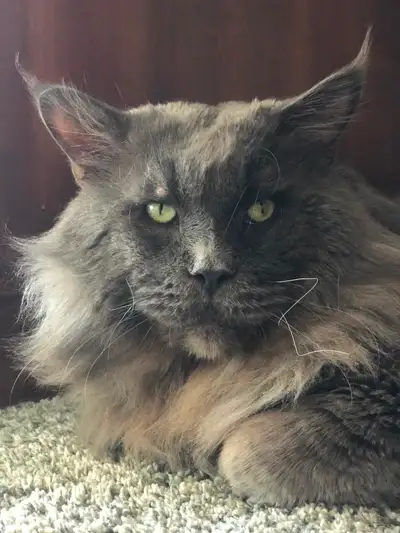 Purebred European Maine Coon Kittens, View more