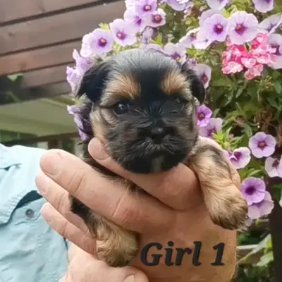 Quality Shorkie Puppies!, View more