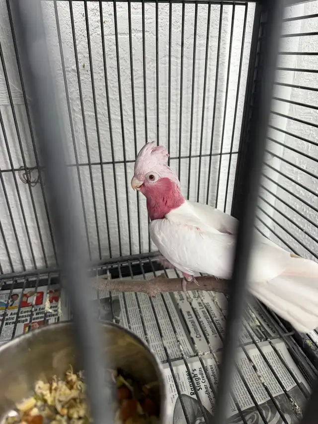 Latino Galah  Cockatoo in Birds for Rehoming in Delta/Surrey/Langley - Image 4