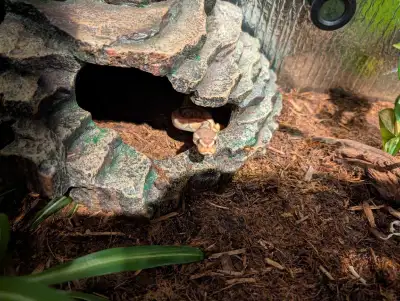 1 yr old male ball python, View more