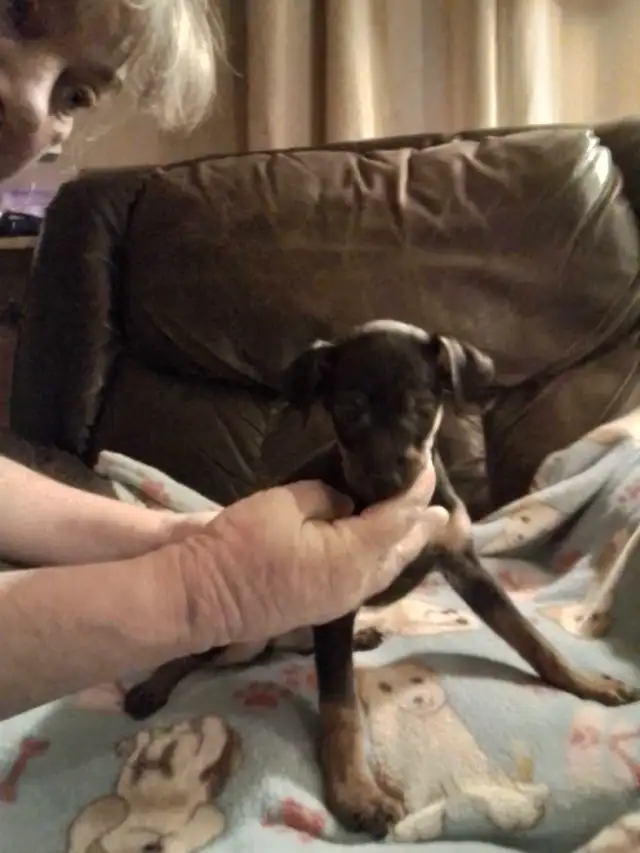 min pin puppies in Dogs & Puppies for Rehoming in Owen Sound - Image 9