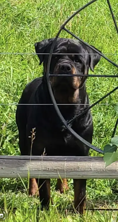 CKC registered Champion Rottweilers German bloodlines, View more