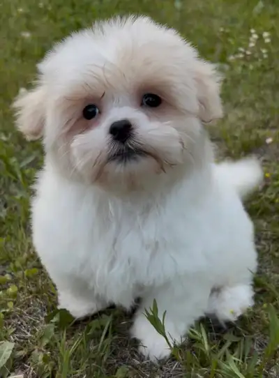 Shih-tzu x Havanese puppies for sale, View more