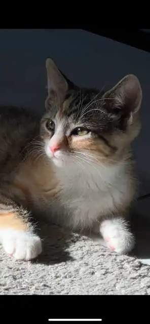 Adorable chaton femelle, View more