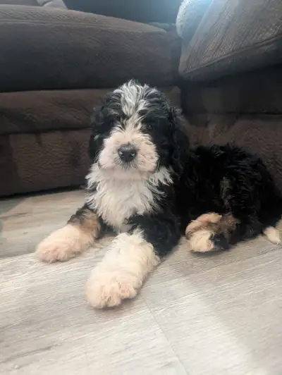 I HAVE BERNEDOODLES LOOKING FOR NEW HOMES. ALL PUPPIES ARE FEMALE.PUPPIES WILL GROW TO BE ABOUT 60 P...
