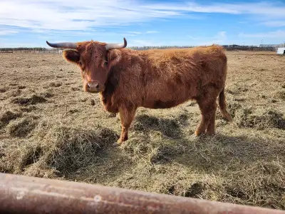 Unregistered highland cow, born 2019, has raised good calves, very maternal. Asking $4500. Also for...