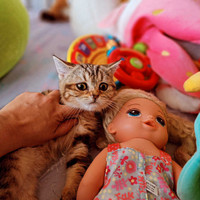 British Shorthair Golden Tabby with pedigree