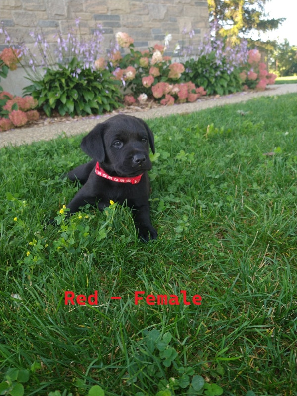 Lab/Boxer Puppies READY TO GO Dogs & Puppies for Rehoming London