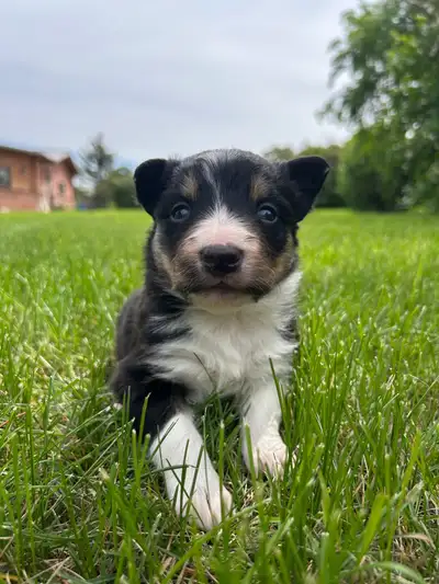 3 females left! These pups are from purebred genetics. We use both parents daily as ranch dogs. Movi...